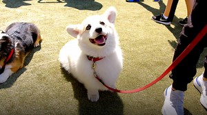 Pups on pups on pups 🐶❤️Here’s everything that went down at The Dodo’s Best Dog Day Ever Captured #withGalaxy S9 | The Dodo