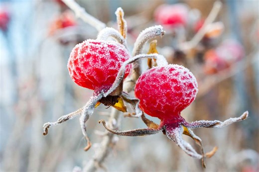 Wetter: Karte zeigt, wo es Bodenfrost geben kann