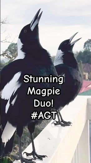 Australian Magpies Sing their Heart out!! #Magpie #call #sound #song