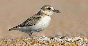 Wilson's Plover Identification, All About Birds, Cornell Lab of Ornithology