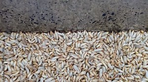 Maggot larvae are the immature stage of flies, typically from species like the housefly or black soldier fly