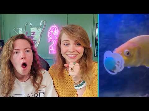 Reacting To FUNNY Animals Videos! Pt 4 - Hailee And Kendra
