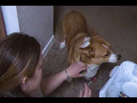 Ever tried to give a dog Robitussin?