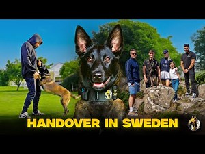 This Family Just Got the Ultimate Protector | Malinois Handover in Sweden 🇸🇪