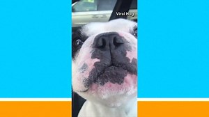 😂😂 Walter the French bulldog apparently gets a little jealous when his owner isn't paying him enough attention and that's when he starts singing. Do you think he's singing opera or more soulful R&B? | Gulf Coast News