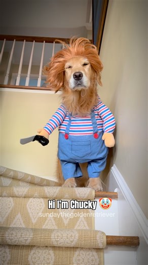 Wanna play? 🤡🤣 #goldenretriever #dogcostume #halloween | Sunday The Golden Retriever