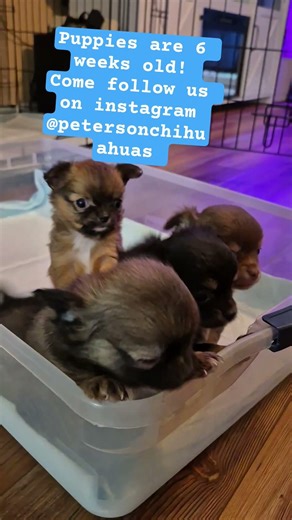 Chihuahua Puppies are 6 weeks old! #chihuahuapuppy #chihuahuas #chihuahua #longhairchihuahua