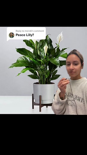 Peace Lily Care Guide: Tips for Keeping Your Plant Healthy