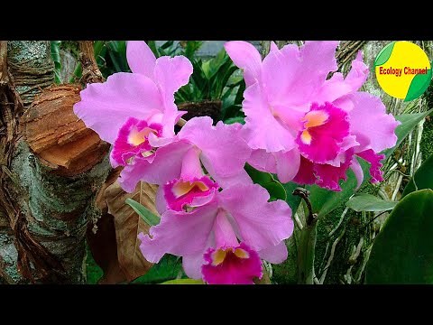 15 Plantas en Peligro de Extinción en Colombia