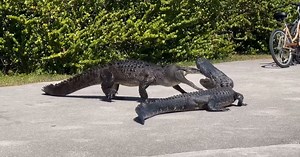 Watch: Crocodile and alligator battle it out in Everglades National Park