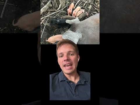 How to Start a Pig Farming Business