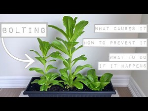 BOLTING In Lettuce [What Causes It - How to Prevent It - What To Do If It Happens]