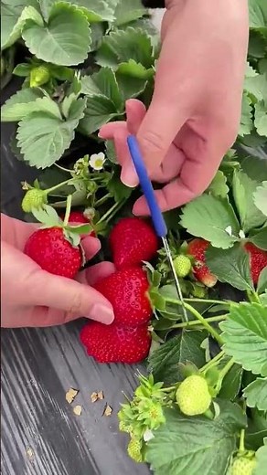 Strawberry Science: Why the 'Seeds' Are the Real Fruit 🧪🧬 #gardening #farming #permaculture