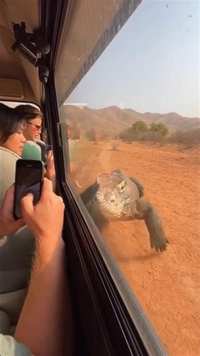 Komodo Dragon Smashes Car Window During Safari – Tourists Can’t Believe It#animals