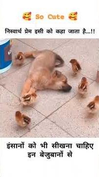 Niswarth Prem #emotional #motivation #love #village #farmer #animals #dog #birds #shorts #video