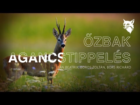 Őzbak agancstömeg tippelés! – a Vadászhölgy, az Illusztrátor és a Műsorvezető