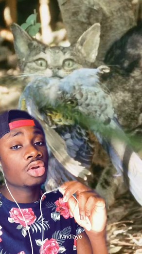 Part 3 Wolf eel fish caught a second time, explaining the importance of Wolf eel fish in our ocean ecosystem. #wolfeel #eel #sustainable #friendliestcatch | Mndiaye