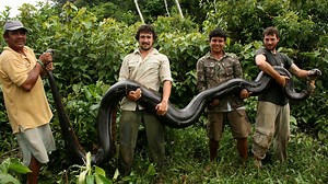 BBC Radio 4 - Natural Histories, Snakes - 11 fangtastic facts about snakes