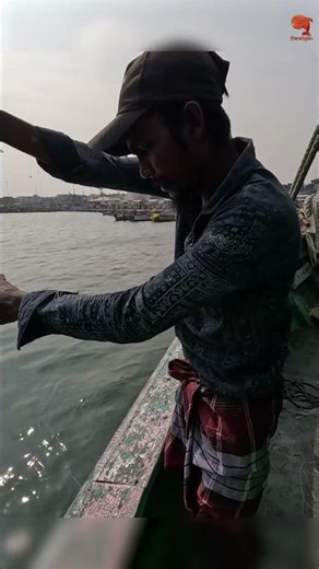 Catching Mullet Fish Inshore! #fishing #fishingvideo #fishingtime