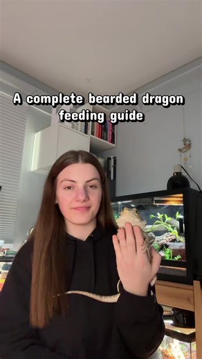 Complete Bearded Dragon Feeding Guide
