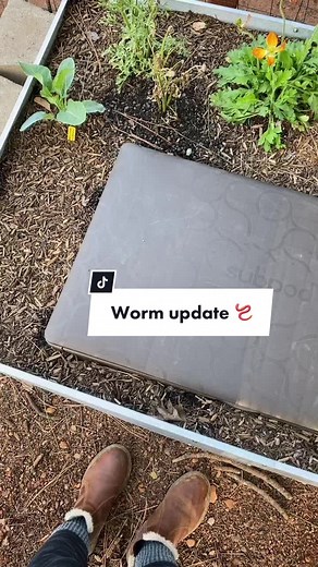 For those who were asking for a worm update ☺️🪱 I moved them all to one side of the bin by the way! #worm #vermicomposting #compost