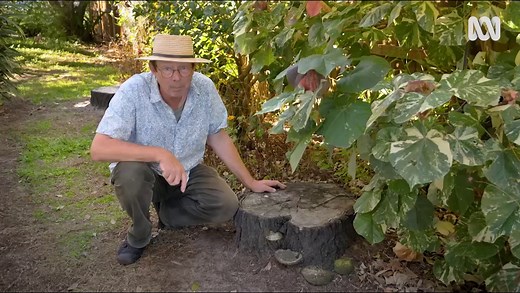 Tree Stump Fungi - Gardening Australia