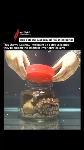 Octopus Intelligence Is Unreal 🐙😳 #education #scienceexplained
