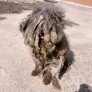 238K views · 3.5K reactions | Experience the inspiring journey of a resilient dog who triumphed over adversity to discover a joyful new life at our rescue shelter. His story highlights the transformative power of compassion and our dedication to ensuring every animal finds a safe, loving home...Full story in comments  | Today News | Facebook