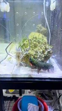 Mantis Shrimp Dominates the Ocean Arena!