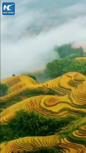 Stunning views of China's Longji Rice Terraces in four seasons