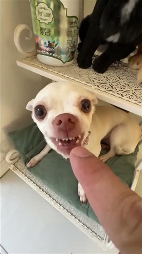 Niki is the most celebrity chihuahua in the world🤣🤣