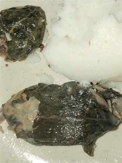 Eating Frogs in Limpopo, South Africa: A Local Delicacy
