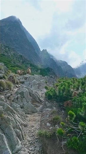 Strange Encounter At Mountains #hightatras #chamois