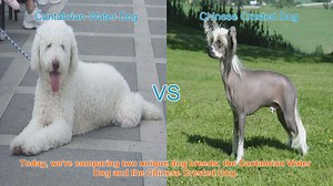 Comparing Cantabrian Water Dog and Chinese Crested Dog: Origins, Characteristics, and Temperament