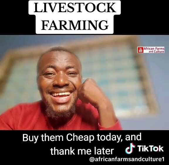 Livestock Business #livestockfarming #africanfarmsandculture