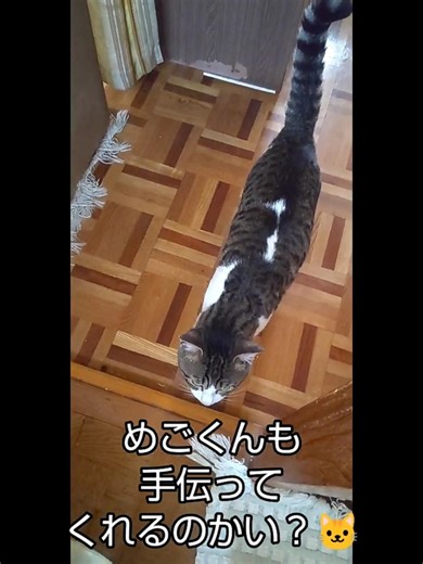 【田舎暮らし】ゼロから始めるカメムシ一網打尽計画 奮闘する初老45歳 2日目 #農業 #地方 #自然