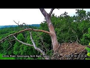 Little Miami Conservancy Bald Eagle Nest Live Camera #1