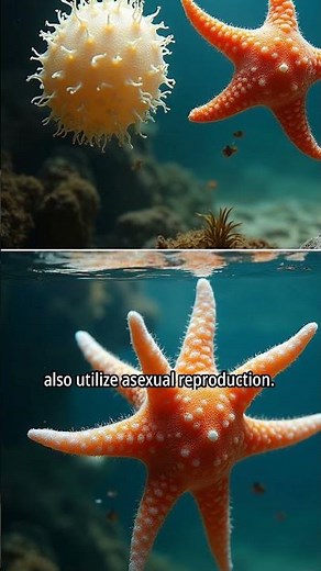 Asexual Reproduction in Animals