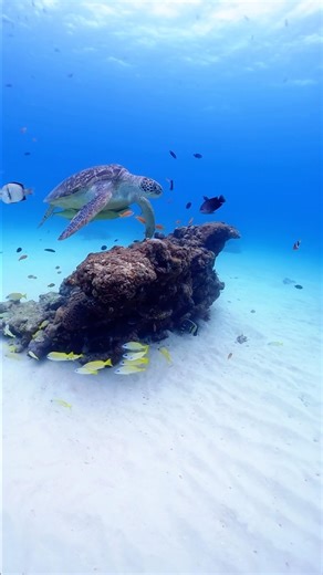 沖縄本島シュノーケリングスポットなかゆくい #沖縄観光 #シュノーケリング #snorkeling #okinawatrip