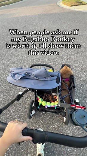 Exploring the Incredible Bugaboo Donkey Stroller Benefits