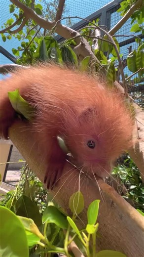 San Diego Zoo on Instagram: "Our new prickly pal needs a name 李 San Diego Zoo Wildlife Alliance recently welcomed the first ever prehensile-tailed porcupette born at the Zoo on June 3. This boopable baby is thriving under first-time mama Gracie’s careful watch, but is still missing one thing: a name. Tap the link in our bio to vote for your favorite and we’ll announce the top pick next Thursday. #prehensiletailedporcupine #babyanimals #boop #sandiegozoo"