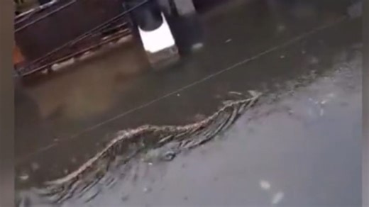 Schlange auf Bali geht viral - Riesiger Python auf gefluteter Straße schockt Augenzeugen