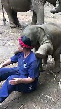 A baby elephant hug! #thaielephanthome