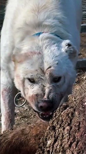 Polar Wolves vs Alabai: Survival in the Arctic