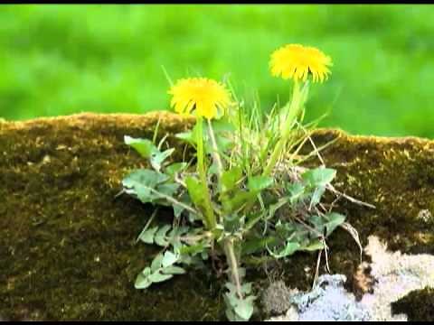 Dandelions - How to Keep them Under Control Naturally!