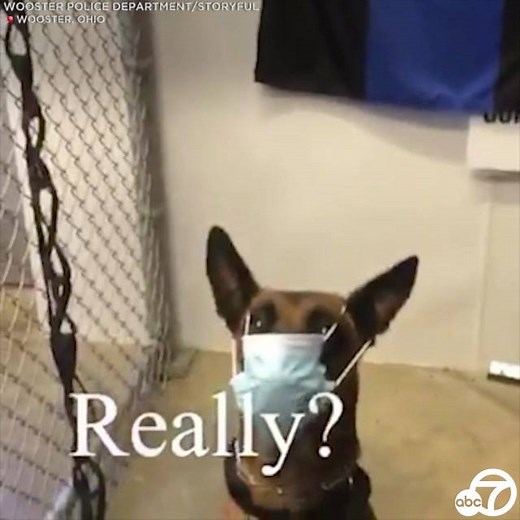 26K views · 81 reactions | ABC13 Houston on Reels | Facebook