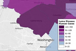 Lyme Disease Symptoms, Prevention and Treatment: What You Need to Know