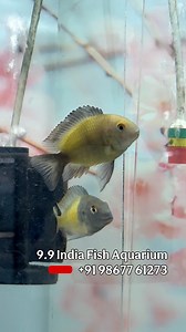 Balloon Tropheus Ikola is a popular, vibrantly colored African cichlid from Lake Tanganyika, known for its striking yellow band on a black body (with potential blue/silver sheens) and active, territorial nature, often kept by experienced aquarists in rocky tanks with specialized herbivorous diets and specific water parameters (high pH, warm temps). The "balloon" aspect likely refers to its deep-bodied shape or a nickname given by breeders, but it's essentially the Tropheus Ikola cichlid, a sough