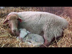 Observing Newborn Lambs