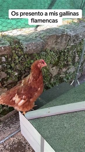 Por fin mi gallinero!!!!!!!!! Que os parecen mis gallinas????? Queréis que os vaya contando evolución???! #gallinero #gallinas #flamenco #gallina
